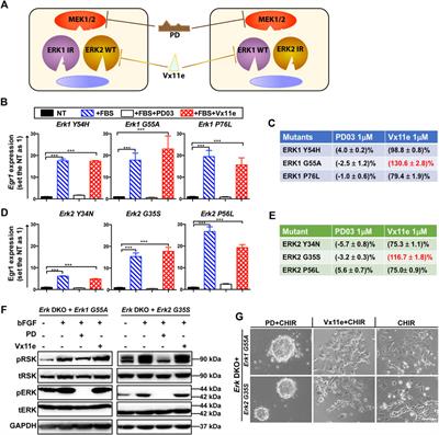 A novel chemical genetic approach reveals paralog-specific role of ERK1/2 in mouse embryonic stem cell fate control
